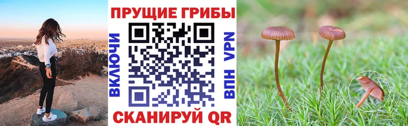Псилоцибиновые грибы MAGIC MUSHROOMS  Купить закладки  Куса 